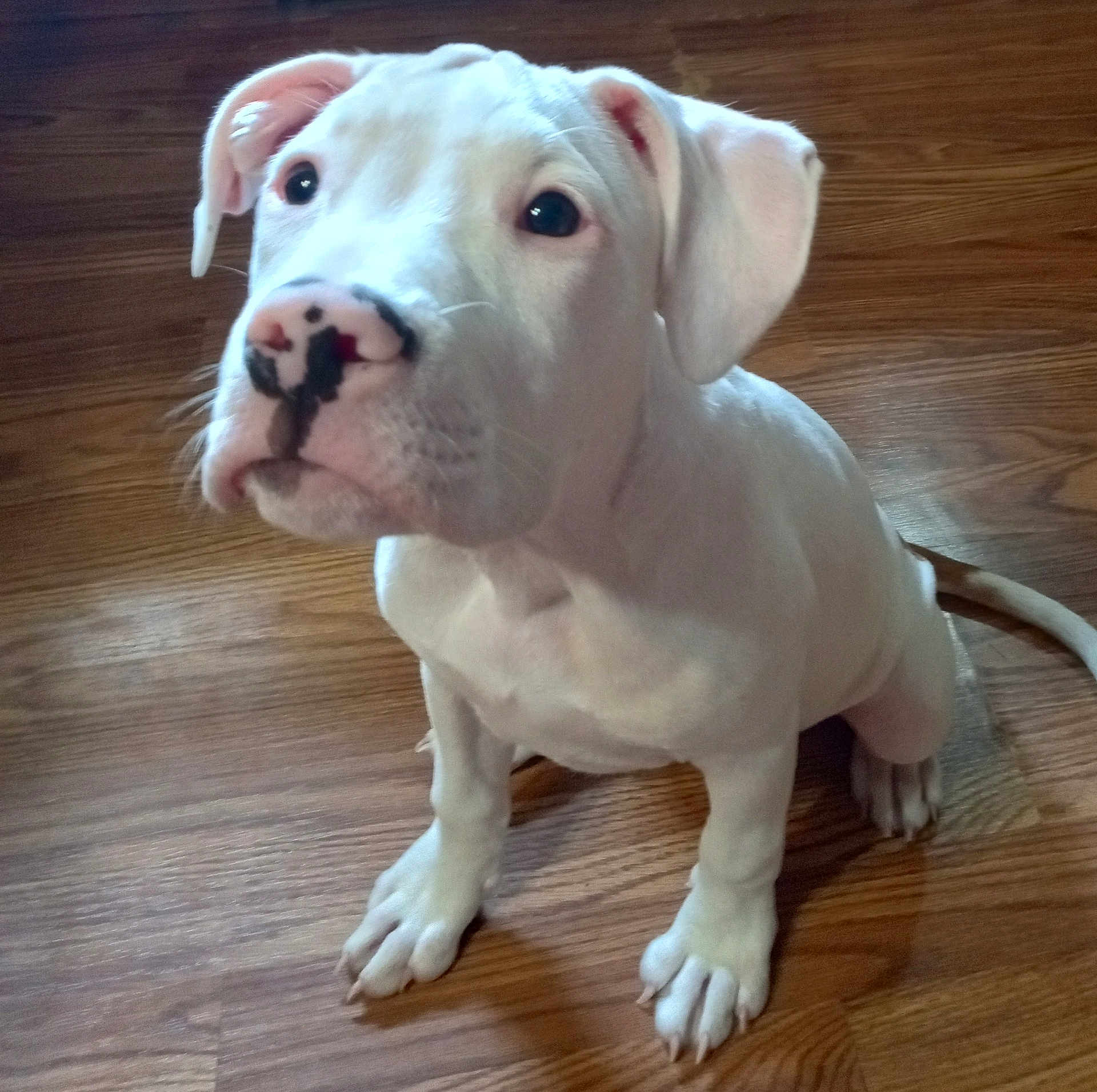Dixie