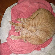 Charlie is registered to the contest to win money with this photo: cat, orange_tabby, sleeping, stretching, blanket, pink_blanket, white_blanket, cozy, pet_bed, indoor, fur, whiskers, paws, tail, relaxed, cute, animal, domestic_cat, resting, feline
