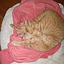 cat, orange_tabby, sleeping, stretching, blanket, pink_blanket, white_blanket, cozy, pet_bed, indoor, fur, whiskers, paws, tail, relaxed, cute, animal, domestic_cat, resting, feline