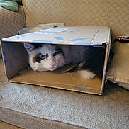 S'Mores is registered to the contest to win money with this photo: cat, blue_eyes, cardboard_box, couch, feline, pet, indoor, fur, whiskers, relaxed, curious, home, cozy, animal, resting, box, comfort, cute, domestic, snug