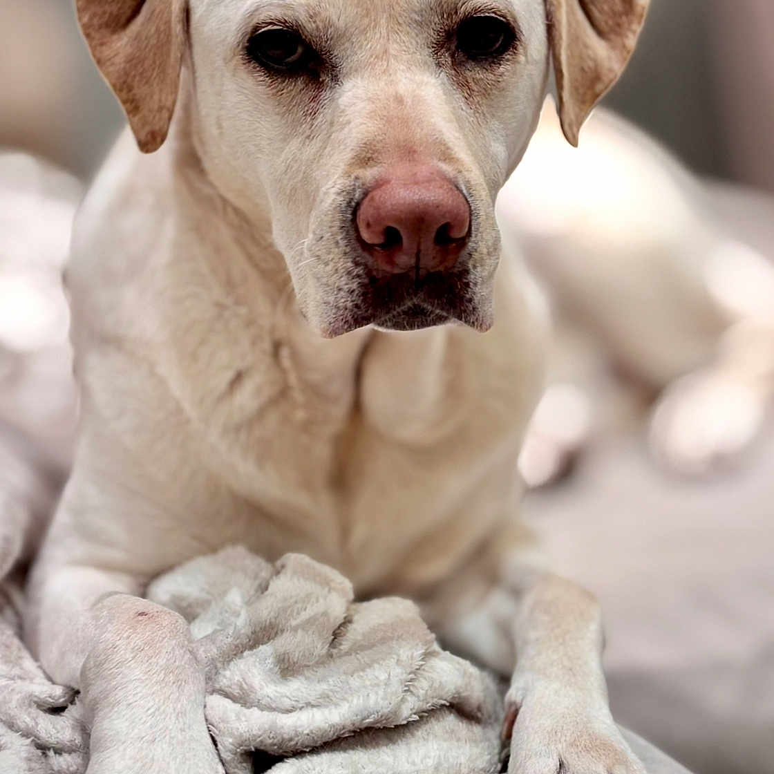 Gaia participe au concours pour gagner de l'argent avec cette photo : animal, bed, blanket, canine, closeup, companion, cozy, dog, ears, fur, indoor, labrador, laying, nose, paw, pet, portrait, relaxed, soft, whiskers