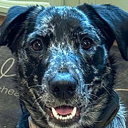Blue joined the competition — help win amazing prizes! dog, close_up, pet, indoor, black, gray, speckled, happy, smiling, canine, fur, ears, collar, animal, face, portrait, looking_at_camera, floor, carpet, domestic_animal