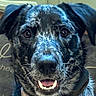 dog, close_up, pet, indoor, black, gray, speckled, happy, smiling, canine, fur, ears, collar, animal, face, portrait, looking_at_camera, floor, carpet, domestic_animal