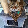 Perle participe au concours pour gagner de l'argent avec cette photo : animal, bells, cat, cat_tree, close_up, collar, cute, domestic, feline, fur, green_eyes, household, indoor, mammal, paws, pet, portrait, relaxed, tabby, whiskers