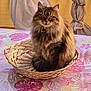 animal, basket, calm, cat, cozy, curtains, domestic, feline, fluffy, fur, indoor, leaf_pattern, looking_at_camera, pet, pink, sitting, tabby, tablecloth, warm_light, yellow