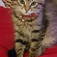 Perle a rejoint le concours — aidez-le/la à gagner de superbes lots ! animal, bells, cat, closeup, collar, date_stamp, ears, eyes, fur, furniture, indoor, kitten, pet, phone_ui, portrait, red_cushion, screenshot, tabby, time_stamp, whiskers