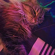 Perle participe au concours pour gagner de l'argent avec cette photo : animal, cat, close_up, cozy, domestic_cat, feline, fluffy, fur, green_light, indoor, pet, portrait, purple_light, relaxed, resting, sleepy, soft_lighting, striped_fabric, tabby, whiskers