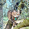 Perle participe au concours pour gagner de l'argent avec cette photo : animal, branch, cat, climbing, closeup, collar, curious, daylight, exploration, feline, fur, greenery, leaves, moss, nature, outdoor, pets, tabby_cat, tree, wildlife