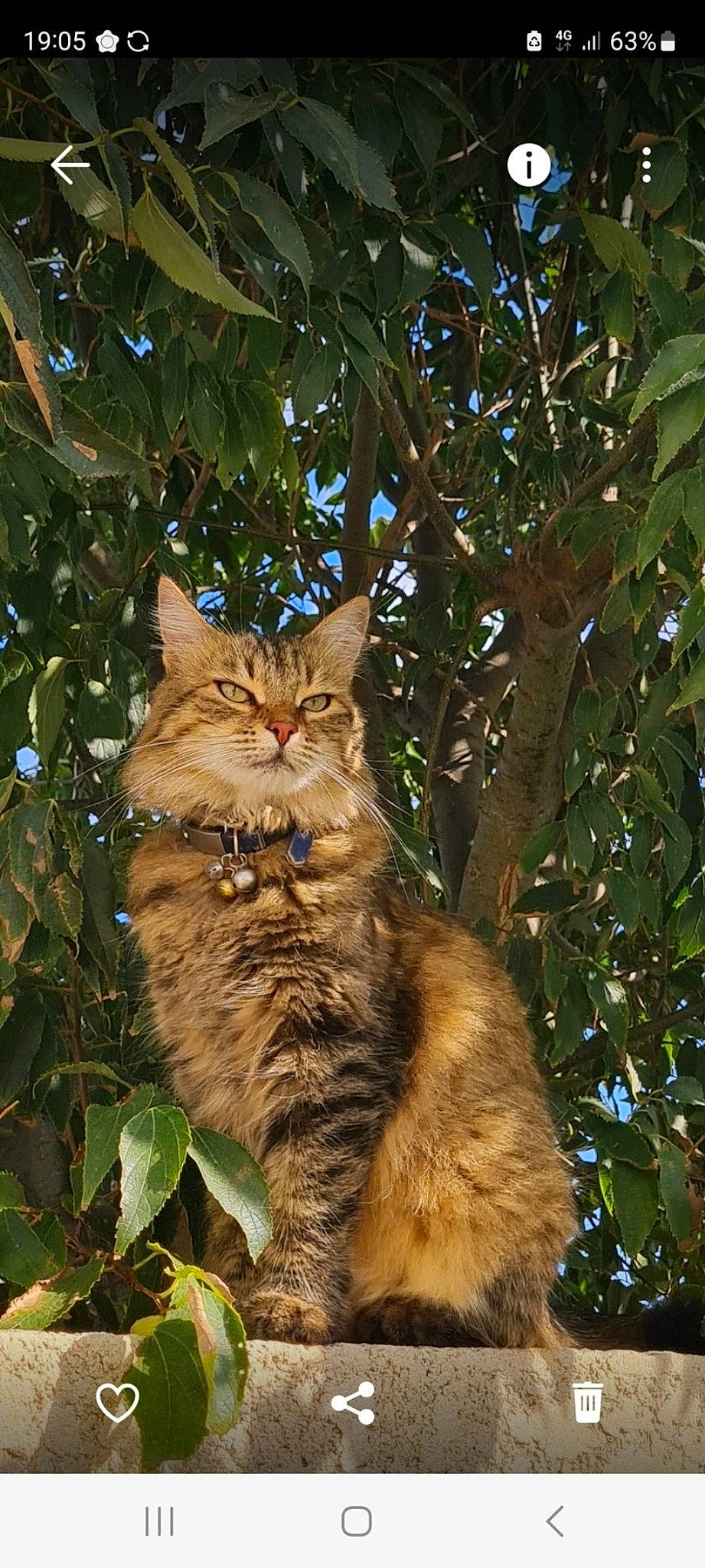 Perle participe au concours pour gagner de l'argent avec cette photo : art, carnivore, cat, conifer, domestic_short_haired_cat, fawn, felidae, fur, grass, plant, small_to_medium_sized_cats, snout, tail, terrestrial_animal, tree, trunk, twig, whiskers, wildlife, wood