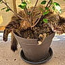 cat, flower_pot, plant, soil, tabby_cat, feline, fur, green_leaves, indoor_plant, relaxed, pet, animal, cute, resting, garden, container, nature, home, curious, cozy