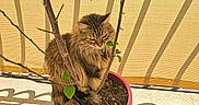 Perle Jean-Louis participe au concours pour gagner de l'argent avec cette photo : balcony, cat, domestic_animal, feline, floor, flower_pot, fur, leaves, nature, outdoor, pet, pink_pot, plant, resting, shadow, soil, sunlight, tabby_cat, tree_branch, yellow_background