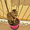 balcony, cat, domestic_animal, feline, floor, flower_pot, fur, leaves, nature, outdoor, pet, pink_pot, plant, resting, shadow, soil, sunlight, tabby_cat, tree_branch, yellow_background