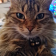 Perle Jean-Louis participe au concours pour gagner de l'argent avec cette photo : cat, feline, close_up, portrait, whiskers, fur, tabby, paws, collar, bell, blue_eyes, indoor, bokeh, pet, domestic_animal, nose, muzzle, cozy, fluffy, holiday_lights