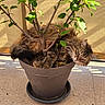 cat, flower_pot, plant, leaves, sunlight, tabby_cat, fluffy, pet, animal, indoor_plant, greenery, relaxing, curled_up, brown, feline, home, nature, cozy, resting, floor