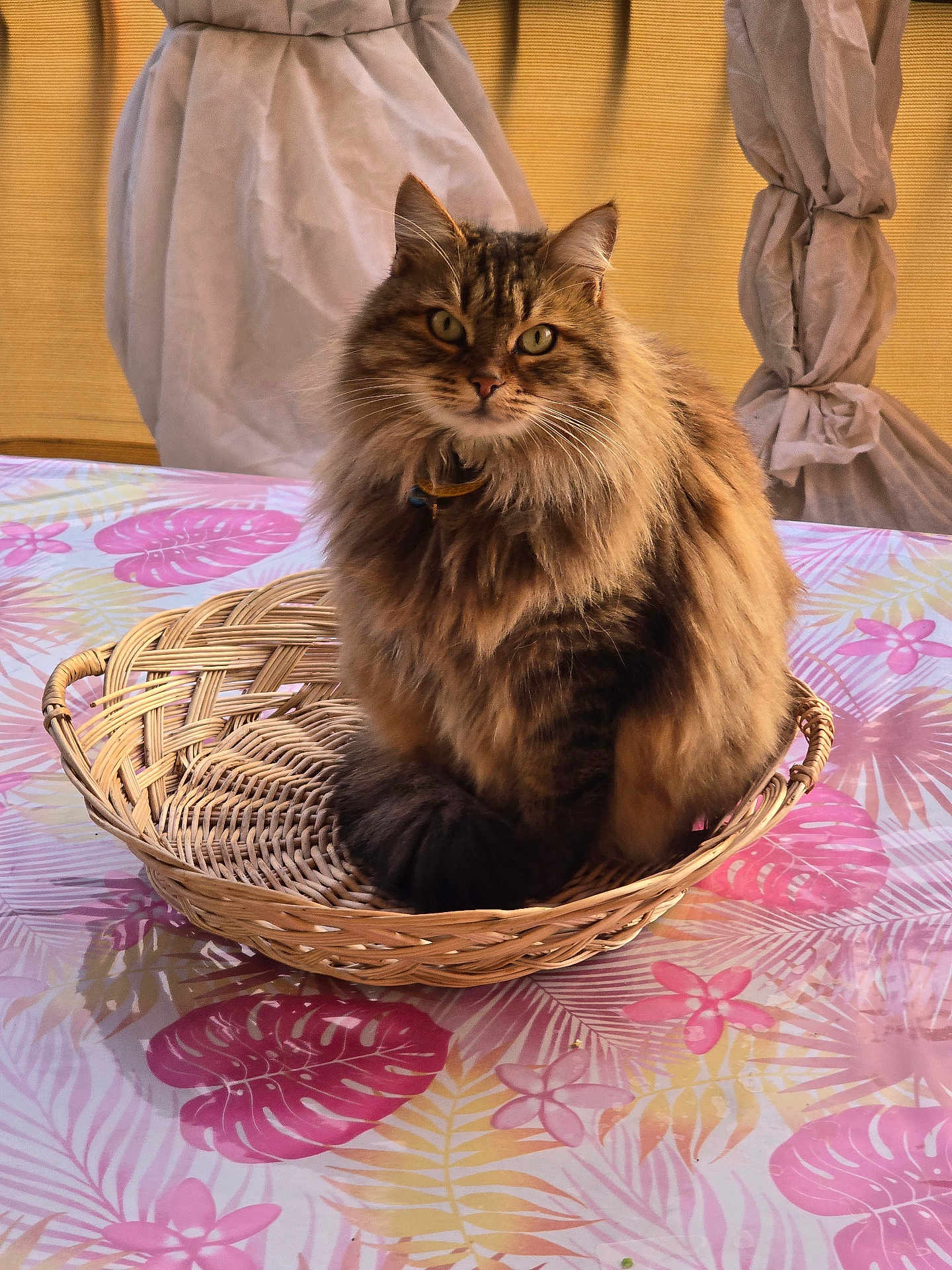 Perle Jean-Louis participe au concours pour gagner de l'argent avec cette photo : cat, tabby_cat, fluffy, basket, tablecloth, indoor, pet, animal, feline, sitting, fur, whiskers, ears, eyes, collar, home, decor, pink, yellow, relaxed