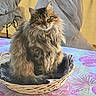 Perle Jean-Louis participe au concours pour gagner de l'argent avec cette photo : animal, basket, cat, closeup, collar, cozy, cute, decor, domestic, fabric, feline, fluffy, fur, green_eyes, indoor, pet, portrait, sitting, tablecloth, warm_lighting