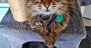 Perle Jean-Louis participe au concours pour gagner de l'argent avec cette photo : animal, cat, cat_tree, close_up, collar, curious, cute, domestic_cat, feline, fluffy, fur, green_eyes, house_pet, indoor, looking_up, pet, resting, scratching_post, tabby, whiskers