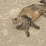 alert, animal, brown, cat, collar, cute, feline, fur, gravel, lying_down, mammal, nature, outdoor, pet, relaxed, resting, small_stones, striped, tabby, whiskers