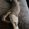 Queenie joined the competition — help win amazing prizes! kitten, cat, sleeping, collar, blue_collar, paw_prints, heart, pink_heart, couch, gray_couch, furniture, pet, animal, fur, tail, relaxed, indoors, cute, small, domestic_cat