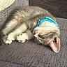 Queenie is registered to the contest to win money with this photo: kitten, cat, sleeping, blue_collar, fur, pet, indoor, couch, cozy, resting, cute, animal, whiskers, paw, feline, soft, relaxing, domestic, young, quiet