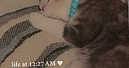 Queenie joined the competition — help win amazing prizes! kitten, sleeping, collar, blue_collar, paw_print, blanket, patterned_blanket, close_up, fur, pet, nap, resting, indoor, cute, animal, domestic_cat, feline, soft, relaxed, young_cat
