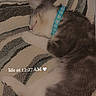 kitten, sleeping, collar, blue_collar, paw_print, blanket, patterned_blanket, close_up, fur, pet, nap, resting, indoor, cute, animal, domestic_cat, feline, soft, relaxed, young_cat