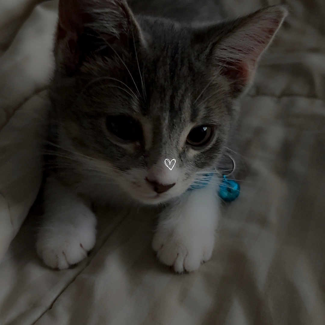 Queenie is registered to the contest to win money with this photo: kitten, cat, pet, animal, gray, white, collar, bell, bed, quilt, fabric, cute, young, indoor, resting, paw, whiskers, ears, feline, soft