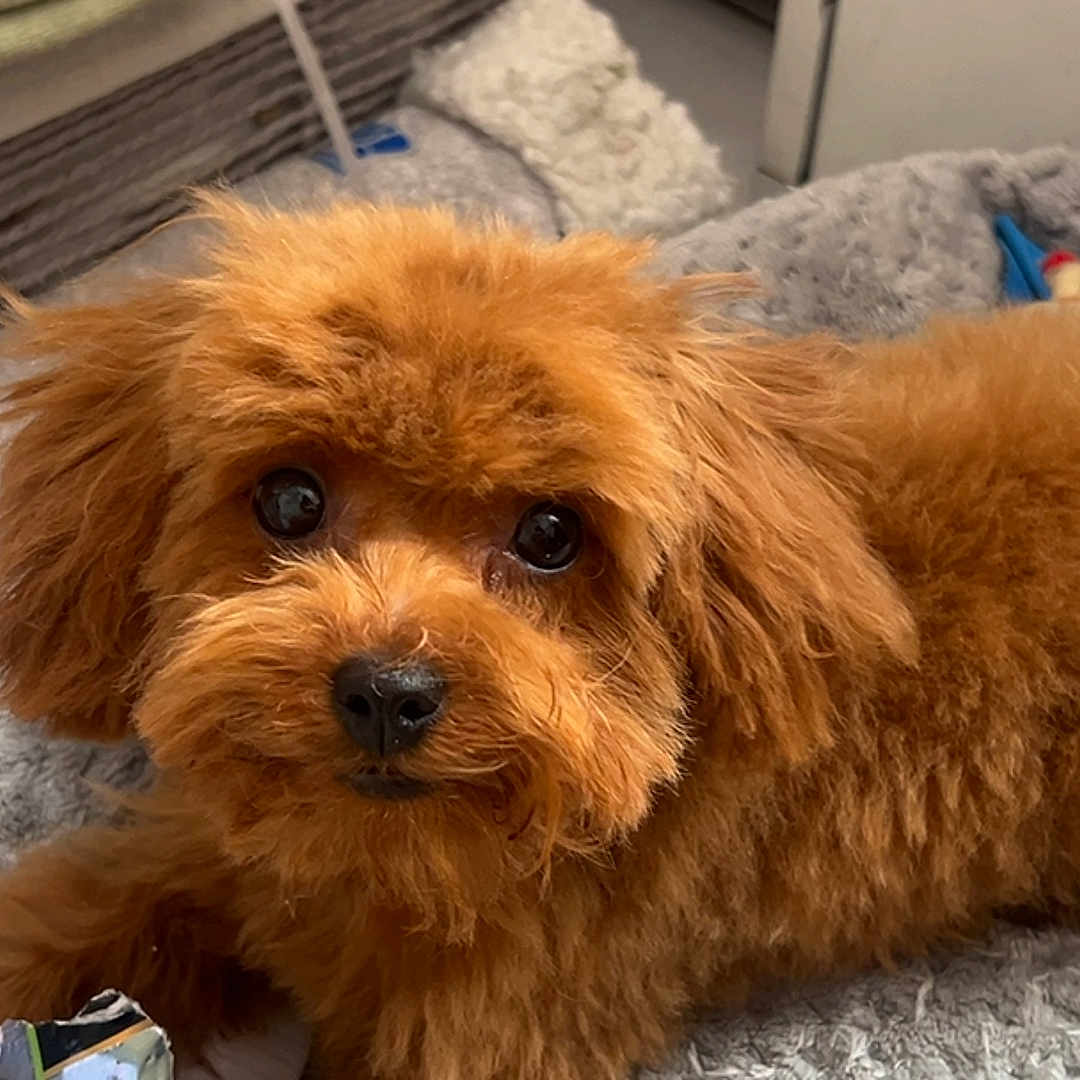 Milo is registered to the contest to win money with this photo: dog, brown_dog, fluffy, pet, cute, indoor, bed, blanket, toy, animal, fur, small_dog, looking, lying_down, cozy, soft, face, ears, nose, eyes