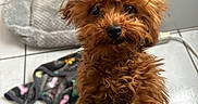 Milo is registered to the contest to win money with this photo: dog, brown_dog, curly_fur, pet, indoor, floor, dog_bed, toy, tile_floor, cute, small_dog, animal, curious, furry, companion, domestic, looking_up, front_paws, close_up, playful