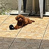 Milo is registered to the contest to win money with this photo: dog, brown, toy, floor, tile, sunlight, outdoor, wall, table, relaxing, pet, animal, cute, small, patterned_floor, shadow, texture, cozy, legs, resting