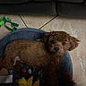 dog, poodle, puppy, brown_fur, pet_bed, blanket, toy, yellow_bow, floor_tiles, leather_couch, indoor, pet, cute, small_dog, fur, animal, resting, cozy, companion, curious