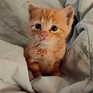 Tigger is registered to the contest to win money with this photo: animal, bed, blanket, comfort, cozy, cute, ears, eyes, fur, furry, indoor, kitten, orange_cat, pet, resting, sleepy, small, soft, whiskers, young