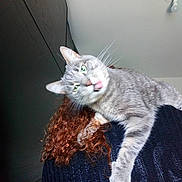 Moon a rejoint le concours — aidez-le/la à gagner de superbes lots ! cat, gray_tabby, tongue_out, curly_hair, person, shoulder, indoors, sweater, feline, pet, whiskers, funny_expression, fur, animal, domestic_cat, head, ear, light_fixture, background, curly