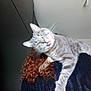 cat, gray_tabby, tongue_out, curly_hair, person, shoulder, indoors, sweater, feline, pet, whiskers, funny_expression, fur, animal, domestic_cat, head, ear, light_fixture, background, curly