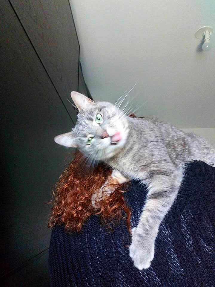 Moon a rejoint le concours — aidez-le/la à gagner de superbes lots ! cat, gray_tabby, tongue_out, curly_hair, person, shoulder, indoors, sweater, feline, pet, whiskers, funny_expression, fur, animal, domestic_cat, head, ear, light_fixture, background, curly