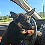 dog, puppy, german_shepherd, car, steering_wheel, dashboard, keys, tongue_out, sunlight, window, seat, interior, animal, pet, cute, playful, mammal, young, black_fur, brown_fur