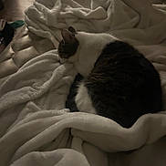 Ming joined the competition — help win amazing prizes! animal, bed, blanket, cat, comfort, cozy, cute, dark, fur, indoor, mammal, pet, quiet, relaxation, resting, sleeping, snuggle, soft, warm, white