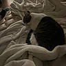 animal, bed, blanket, cat, comfort, cozy, cute, dark, fur, indoor, mammal, pet, quiet, relaxation, resting, sleeping, snuggle, soft, warm, white