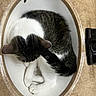 Ming joined the competition — help win amazing prizes! animal, bathroom, black, brown, cat, countertop, cozy, curled_up, cute, domestic_cat, feline, fur, indoor, oval, pet, resting, sink, sleeping, tail, white