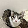 Ming joined the competition — help win amazing prizes! animal, cat, closeup, curious, cute, domestic, ears, eyes, face, feline, floor, fur, indoor, looking, mammal, pet, rug, sitting, tabby, whiskers