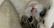 Ming is registered to the contest to win money with this photo: animal, cat, close_up, cute, domestic_animal, eye, feline, floor, fur, indoor, lying_down, mammal, paw, pet, playful, relaxed, tabby, tile, whiskers, white_fur