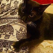 Babu participe au concours pour gagner de l'argent avec cette photo : cat, black_cat, feline, pet, animal, golden_eyes, whiskers, pointed_ears, fur, paw, lounging, lying_down, bed, bedding, blanket, patterned_fabric, paisley, elephant_pattern, red_background, indoor