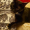 cat, black_cat, feline, pet, animal, golden_eyes, whiskers, pointed_ears, fur, paw, lounging, lying_down, bed, bedding, blanket, patterned_fabric, paisley, elephant_pattern, red_background, indoor