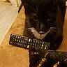 Babu a rejoint le concours — aidez-le/la à gagner de superbes lots ! cat, tuxedo_cat, black_fur, white_chest, whiskers, ears, eyes, animal, pet, portrait, indoors, couch, blanket, remote_control, television, living_room, close_up, sitting, serious_expression, warm_lighting