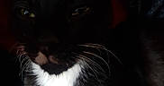 Babu a rejoint le concours — aidez-le/la à gagner de superbes lots ! cat, black_cat, white_chest, tuxedo_cat, close_up, portrait, whiskers, eyes, feline, fur, animal, pet, dark, shadow, moody, dramatic_lighting, indoor, black_and_white, face, mysterious
