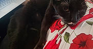 Babu a rejoint le concours — aidez-le/la à gagner de superbes lots ! animal, bed, bedding, black_cat, cat, close_up, ears, eyes, floral_pattern, fur, home, indoors, laptop, lying_down, pet, portrait, red_flowers, tuxedo_cat, whiskers, white_chest