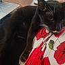 Babu a rejoint le concours — aidez-le/la à gagner de superbes lots ! cat, black_cat, white_chest, tuxedo_cat, pet, animal, whiskers, ears, eyes, fur, lying_down, bed, bedding, floral_pattern, red_flowers, laptop, indoors, home, close_up, portrait