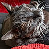 cat, black_cat, animal, pet, feline, whiskers, closed_eyes, relaxed, sleepy, cozy, blanket, red_blanket, black_blanket, indoor, close_up, portrait, fur, ears, nose, reclining