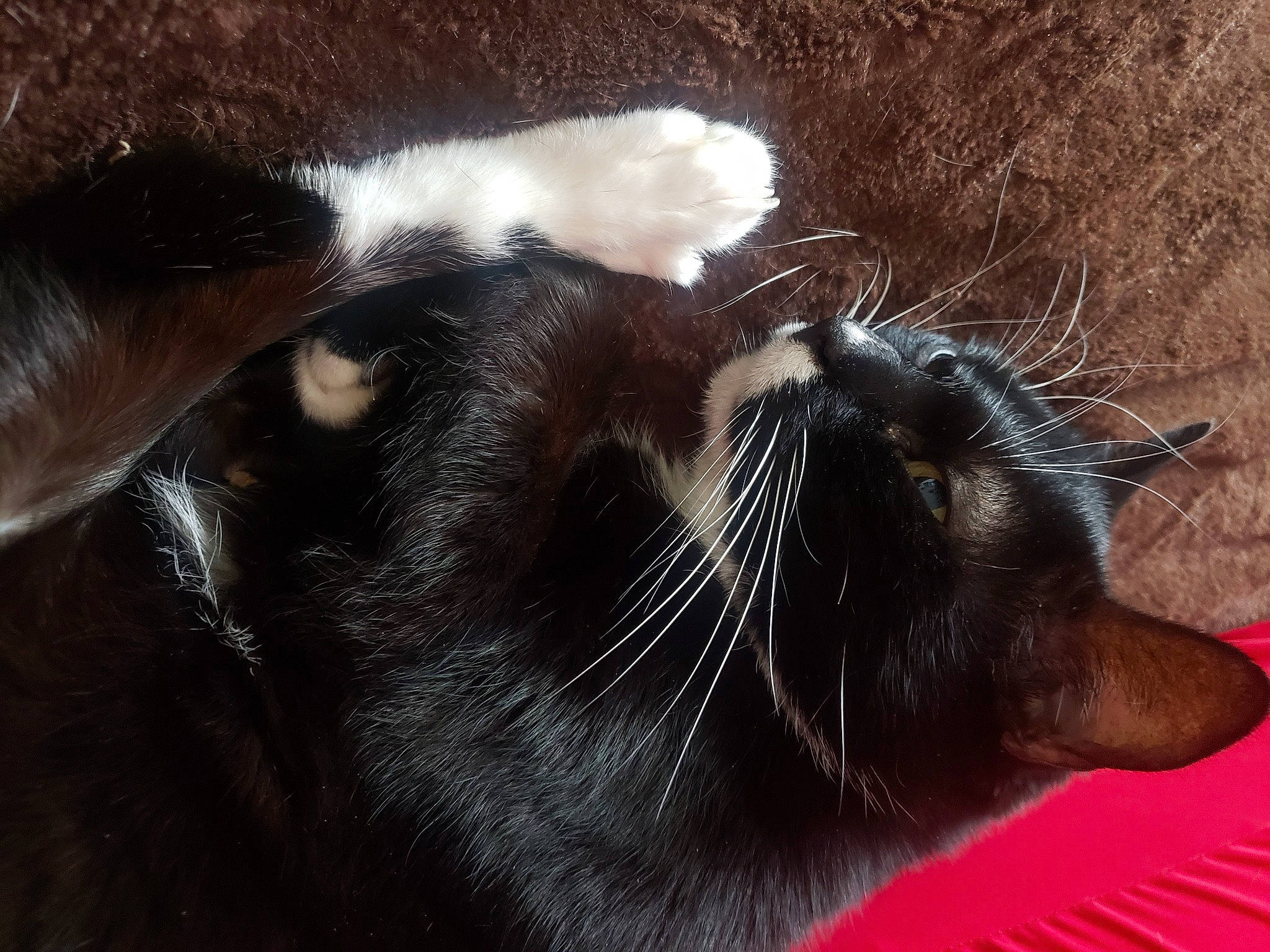 Bagheera a rejoint le concours — aidez-le/la à gagner de superbes lots ! black_cat, bombay, carnivore, cat, claw, domestic_short_haired_cat, felidae, fur, marine_mammal, paw, small_to_medium_sized_cats, snout, tail, terrestrial_animal, whiskers, wildlife