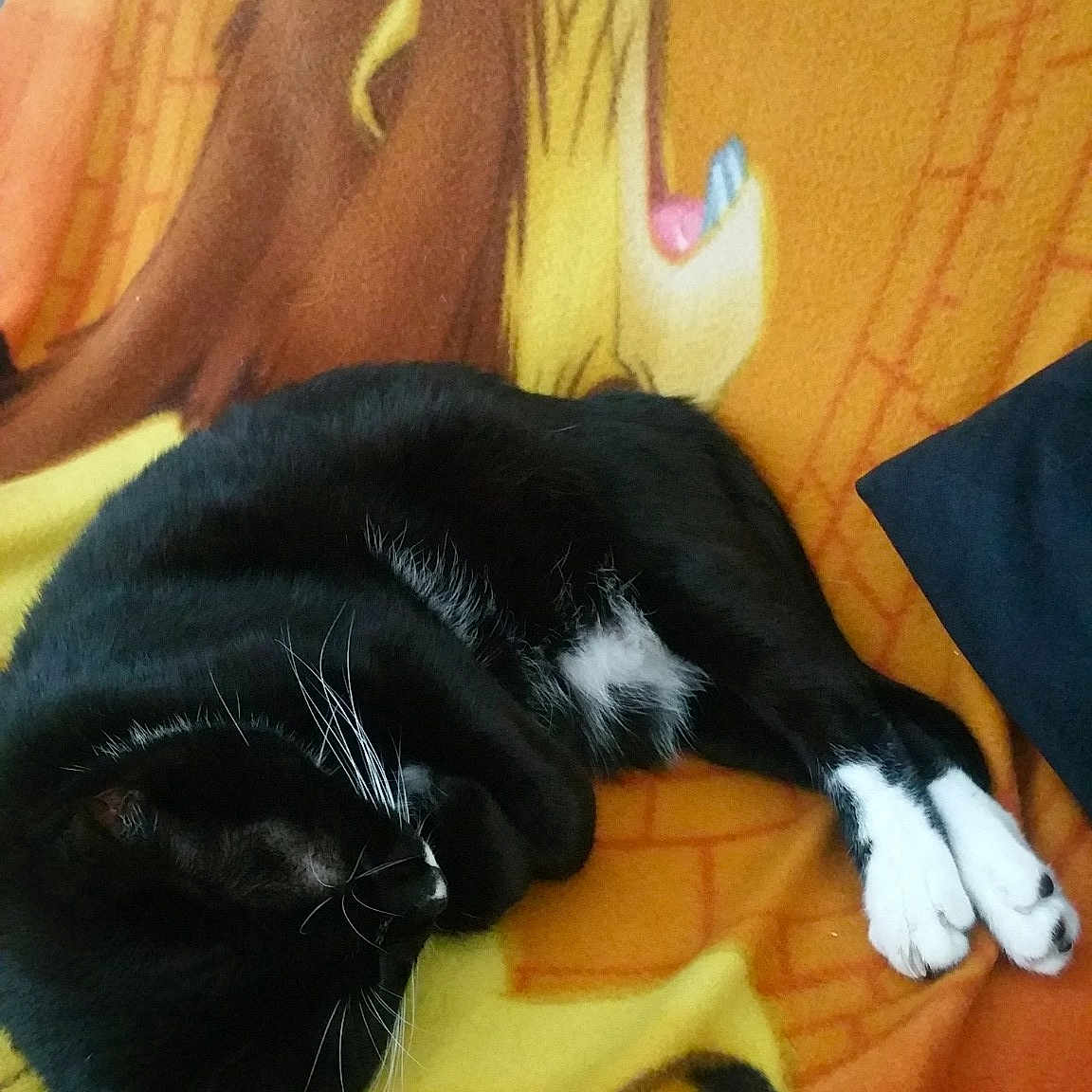 Bagheera
